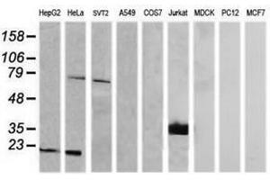 Image no. 2 for anti-T-cell surface glycoprotein CD1c (CD1C) antibody (ABIN1497190) (CD1c Antikörper)
