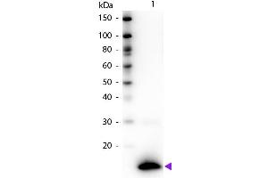 Western blot of Biotin conjugated Rabbit Anti-TSLP primary antibody.