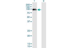 Western Blot analysis of ARMCX2 expression in transfected 293T cell line by ARMCX2 MaxPab polyclonal antibody. (ARMCX2 Antikörper  (AA 1-632))