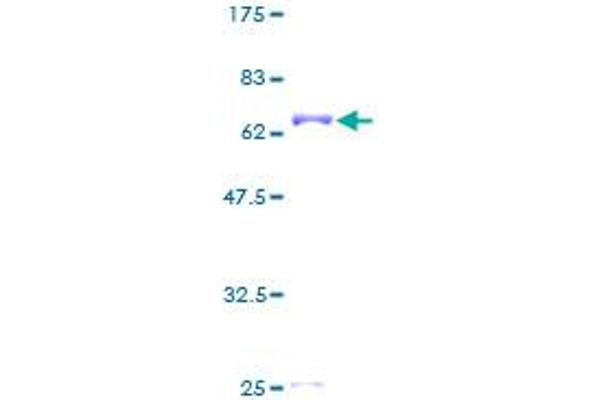 PEX16 Protein (AA 1-346) (GST tag)