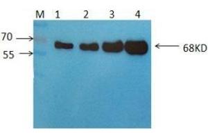 Western Blot: Detection of 68KDa Albumin in Human Serum using Mouse anti-Human Albumin antibody S4D6 at 2 μg/ml. (Albumin Antikörper)