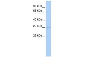 Image no. 1 for anti-Ubiquitin-Conjugating Enzyme E2S (UBE2S) (N-Term) antibody (ABIN6740801) (UBE2S Antikörper  (N-Term))