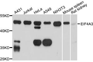 Western blot analysis of extracts of various cell lines, using EIF4A3 antibody (ABIN5972436) at 1/1000 dilution. (EIF4A3 Antikörper)
