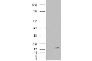 Image no. 2 for anti-Phospholipase A2, Group IB (PLA2G1B) (C-Term) antibody (ABIN374873) (PLA2G1B Antikörper  (C-Term))