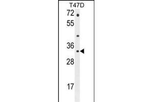 CTSZ Antibody (N-term) (ABIN655068 and ABIN2844698) western blot analysis in T47D cell line lysates (35 μg/lane). (Cathepsin Z Antikörper  (N-Term))
