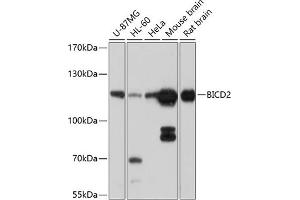 Western blot analysis of extracts of various cell lines, using BICD2 antibody (ABIN6131252, ABIN6137555, ABIN6137556 and ABIN6214489) at 1:1000 dilution. (BICD2 Antikörper  (AA 440-620))