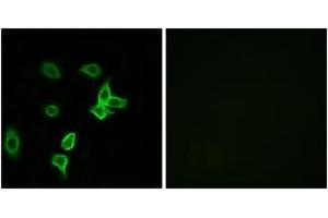 Immunofluorescence analysis of A549 cells, using KANK2 Antibody. (KANK2 Antikörper  (AA 351-400))