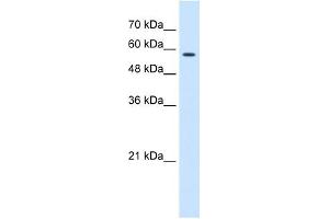 CCT8 antibody used at 0. (CCT8 Antikörper)