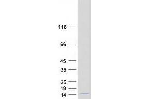 Validation with Western Blot (LSM6 Protein (Myc-DYKDDDDK Tag))