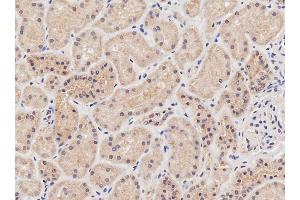 ABIN570861 (2µg/ml) staining of paraffin embedded Human Kidney. (NIPBL Antikörper  (AA 889-902))