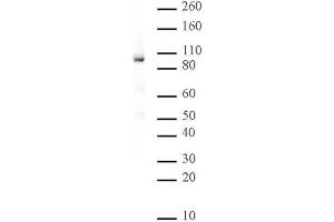 Rad21 antibody (mAb) tested by Western blot. (RAD21 Antikörper  (N-Term))