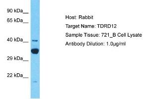 Host: Rabbit Target Name: TDRD12 Sample Type: 721_B Whole Cell lysates Antibody Dilution: 1. (TDRD12 Antikörper  (C-Term))