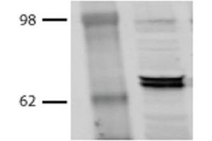 Western Blot analysis of Bovine MDBK cell lysates showing detection of Hsp70 protein using Mouse Anti-Hsp70 Monoclonal Antibody, Clone BB70 . (HSP70/HSC70 Antikörper  (Atto 390))