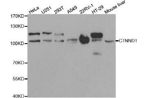 CTNND1 Antikörper  (AA 573-832)