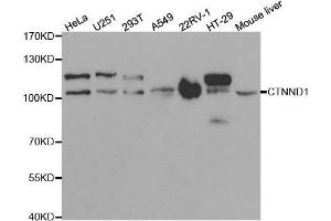 Western blot analysis of extracts of various cell lines, using CTNND1 antibody. (CTNND1 Antikörper  (AA 573-832))