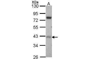 WB Image Sample (30 ug of whole cell lysate) A: Hep G2 , 10% SDS PAGE antibody diluted at 1:1000 (STK17A Antikörper)