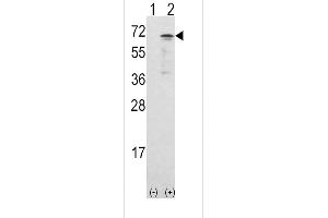 Western blot analysis of CAMKK1 using rabbit polyclonal CAMKK1 Antibody using 293 cell lysates (2 ug/lane) either nontransfected (Lane 1) or transiently transfected with the CAMKK1 gene (Lane 2). (CAMKK1 Antikörper  (AA 337-369))