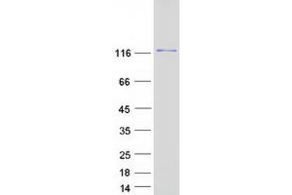 ADAMTS3 Protein (Myc-DYKDDDDK Tag)