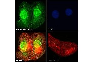 Immunofluorescence (IF) image for anti-Forkhead Box K2 (FOXK2) (C-Term) antibody (ABIN185049)