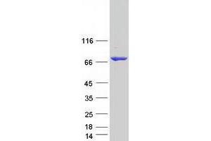 Western Blotting (WB) image for Myotubularin Related Protein 14 (MTMR14) (Transcript Variant 1) protein (Myc-DYKDDDDK Tag) (ABIN2726529)