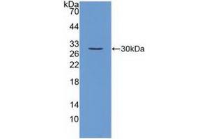 Western blot analysis of recombinant Mouse FGF23. (FGF23 Antikörper  (AA 25-251))