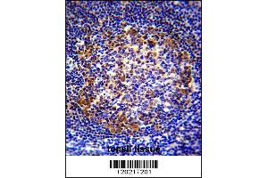 PAX5 Antibody immunohistochemistry analysis in formalin fixed and paraffin embedded human tonsil tissue followed by peroxidase conjugation of the secondary antibody and DAB staining. (PAX5 Antikörper  (AA 178-207))