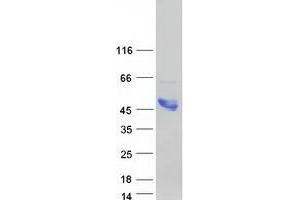 Western Blotting (WB) image for AKT1 Substrate 1 (Proline-Rich) (AKT1S1) (Transcript Variant 3) protein (Myc-DYKDDDDK Tag) (ABIN2714518)
