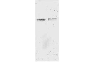 Image no. 3 for anti-Glutathione S Transferase (GST) antibody (ABIN226631) (GST Antikörper)