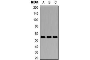 Western blot analysis of Antithrombin III expression in HEK293T (A), Raw264. (SERPINC1 Antikörper  (N-Term))