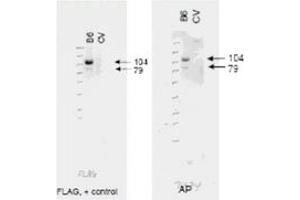 Image no. 1 for anti-ATP-Binding Cassette, Sub-Family B (MDR/TAP), Member 6 (ABCB6) (AA 440-455) antibody (ABIN199946) (ABCB6 Antikörper  (AA 440-455))