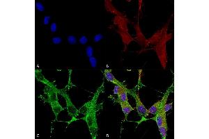 Immunocytochemistry/Immunofluorescence analysis using Mouse Anti-beta 4 Spectrin Monoclonal Antibody, Clone S393-2 (ABIN2485664). (SPTBN4 Antikörper  (AA 1621-1832) (Atto 390))