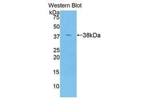 Western Blotting (WB) image for anti-Angiopoietin-Like 7 (ANGPTL7) (AA 22-337) antibody (ABIN1858009) (ANGPTL7 Antikörper  (AA 22-337))