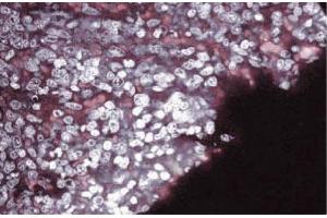 Immunofluorescence staining of rabbit spleen. (SEMA4D/CD100 Antikörper  (AA 721-861))