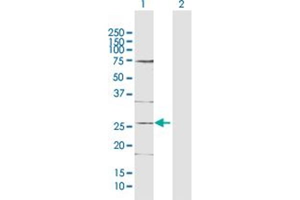 DDIT4L Antikörper  (AA 1-193)