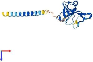 CD94 Protein (AA 1-179) (His tag)