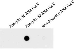 Western Blotting (WB) image for anti-RNA Polymerase II (pSer2) antibody (ABIN7454655) (RNA Polymerase II Antikörper  (pSer2))