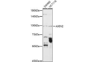 Western blot analysis of extracts of various cell lines, using  antibody (ABIN6129209, ABIN6137382, ABIN6137383 and ABIN6219595) at 1:1000 dilution. (AXIN2 Antikörper  (AA 650-750))