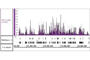 SMC1-a antibody (pAb) tested by ChIP-Seq. (SMC1A Antikörper  (C-Term))