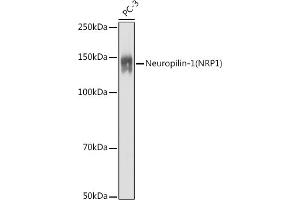 Western blot analysis of extracts of PC-3 cells, using Neuropilin-1 (NRP1) antibody (ABIN7268892) at 1:1000 dilution.