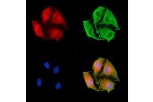 ABIN6263565 and ABIN6279575 staining  cells by IF/ICC.