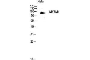 Western Blot (WB) analysis of HeLa lysis using MYSM1 antibody. (MYSM1 Antikörper  (Internal Region))