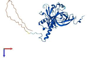 MRPL3 Protein (AA 1-348) (His tag)