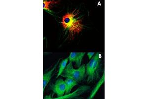 Panel A : Immunofluorescence staining of NIH/3T3 (mouse embryonal fibroblast cell line) using alpha Tubulin monoclonal antibody, clone TU-01 (Cat # MAB3826 ; green) and VIM monoclonal antibody, clone VI-01 (Cat # MAB3880 ; red). (alpha Tubulin Antikörper)
