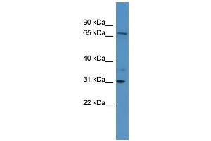 WB Suggested Anti-RGL3 Antibody Titration: 0.