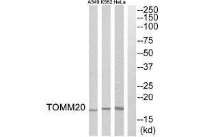 Western Blotting (WB) image for anti-Mitochondrial Import Receptor Subunit TOM20 homolog (TOMM20) (Internal Region) antibody (ABIN1851585) (TOMM20 Antikörper  (Internal Region))