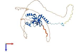 SETD8 Protein (AA 1-393) (His tag)