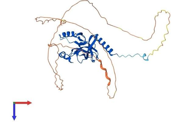 SETD8 Protein (AA 1-393) (His tag)