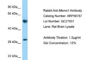 Western Blotting (WB) image for anti-Mediator of Cell Motility 1 (MEMO1) (C-Term) antibody (ABIN2774163) (MEMO1 Antikörper  (C-Term))