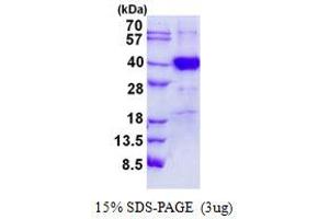 Image no. 1 for Polymerase (RNA) III (DNA Directed) Polypeptide F, 39 KDa (POLR3F) protein (His tag) (ABIN1098506)