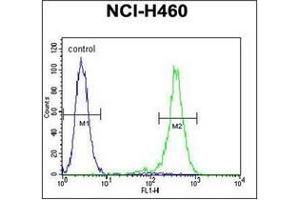 Flow cytometric analysis of NCI-H460 cells using OR2B11 Antibody (C-term) Cat. (OR2B11 Antikörper  (C-Term))